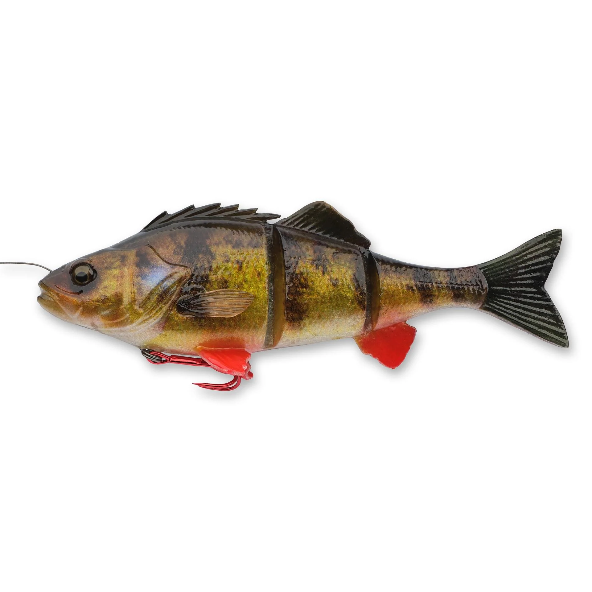 4D Yellow Perch - Image 11